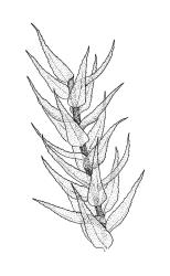 Eurhynchium praelongum, branch detail. Drawn from J. Child 6659, CHR 429182.
 Image: R.C. Wagstaff © Landcare Research 2019 CC BY 3.0 NZ